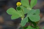 Trifolium dubium Sibthorp