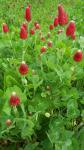Trifolium incarnatum L.