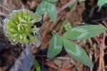 Trifolium virginicum Small