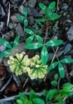Trifolium virginicum Small