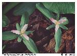 Trillium pusillum Michx. var. virginianum Fern.