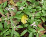 Trillium pusillum Michx. var. virginianum Fern.