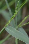 Urochloa platyphylla (Munro ex Wright) R. Webster