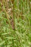 Urochloa texana (Buckl.) R. Webster