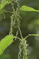 Urtica dioica L.