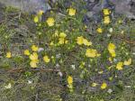 Utricularia gibba L.