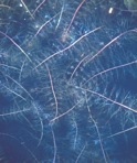 Utricularia macrorhiza Le Conte