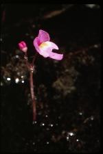 Utricularia purpurea Walt.