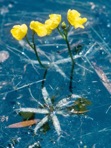 Utricularia radiata Small