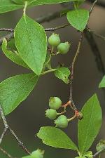 Vaccinium fuscatum Ait.