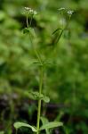 Valerianella chenopodiifolia (Pursh) DC.