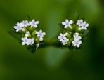 Valerianella radiata (L.) Dufr.