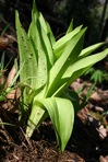 Melanthium hybridum Walter