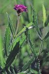 Verbena rigida Spreng.