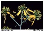Verbesina alternifolia (L.) Britt. ex Kearney