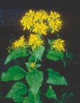 Verbesina occidentalis (L.) Walt.