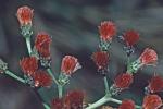 Vernonia gigantea (Walt.) Trel.