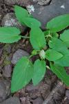 Viola emarginata (Nutt.) Leconte