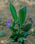 Viola fimbriatula J.E. Smith