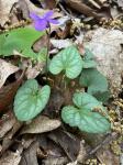 Viola hirsutula Brainerd