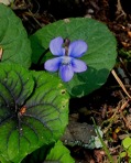 Viola hirsutula Brainerd
