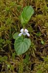 Viola minuscula Greene