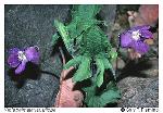 Viola palmata L. complex
