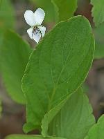 Viola primulifolia L.