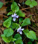 Viola rostrata Pursh