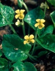 Viola rotundifolia Michx.