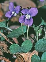 Viola sororia Willd.