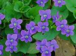 Viola sororia Willd.