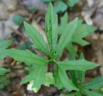 Viola stoneana House