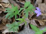 Viola subsinuata Greene