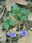 Viola subsinuata Greene