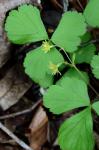 Waldsteinia fragarioides (Michx.) Tratt.