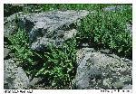 Woodsia ilvensis (L.) R. Br.