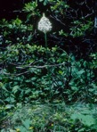 Xerophyllum asphodeloides (L.) Nutt.