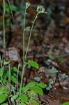Youngia japonica (L.) DC.