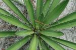 Yucca filamentosa L.